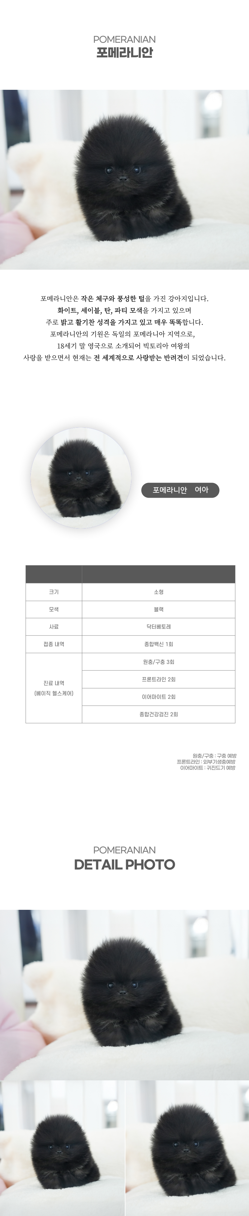 포메라니안_상세이미지_2